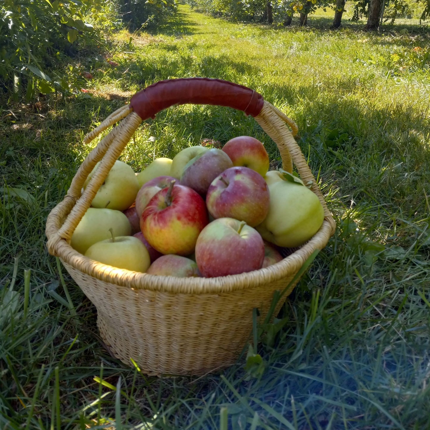 Fruit Harvest Basket