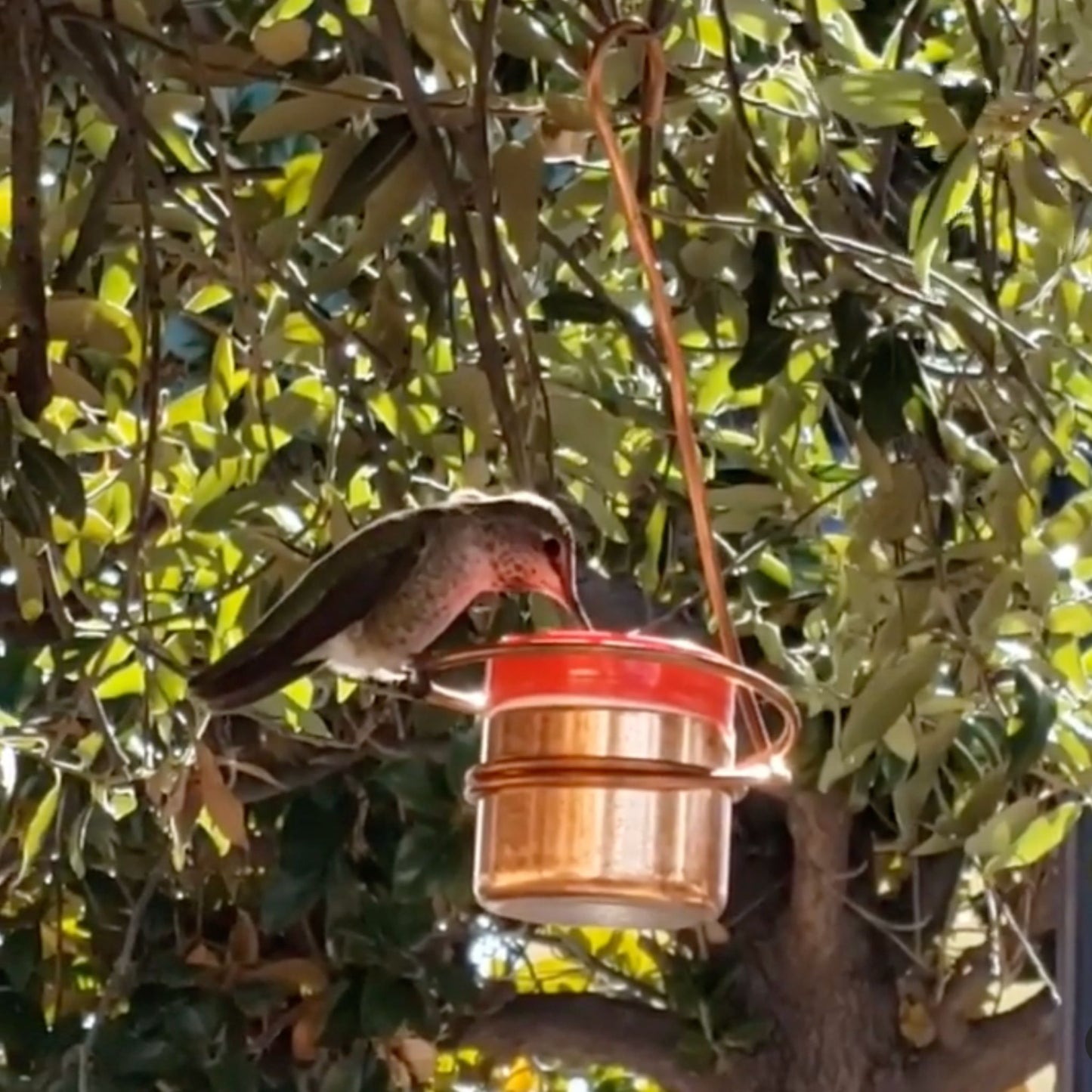 Copper Hummingbird Feeder