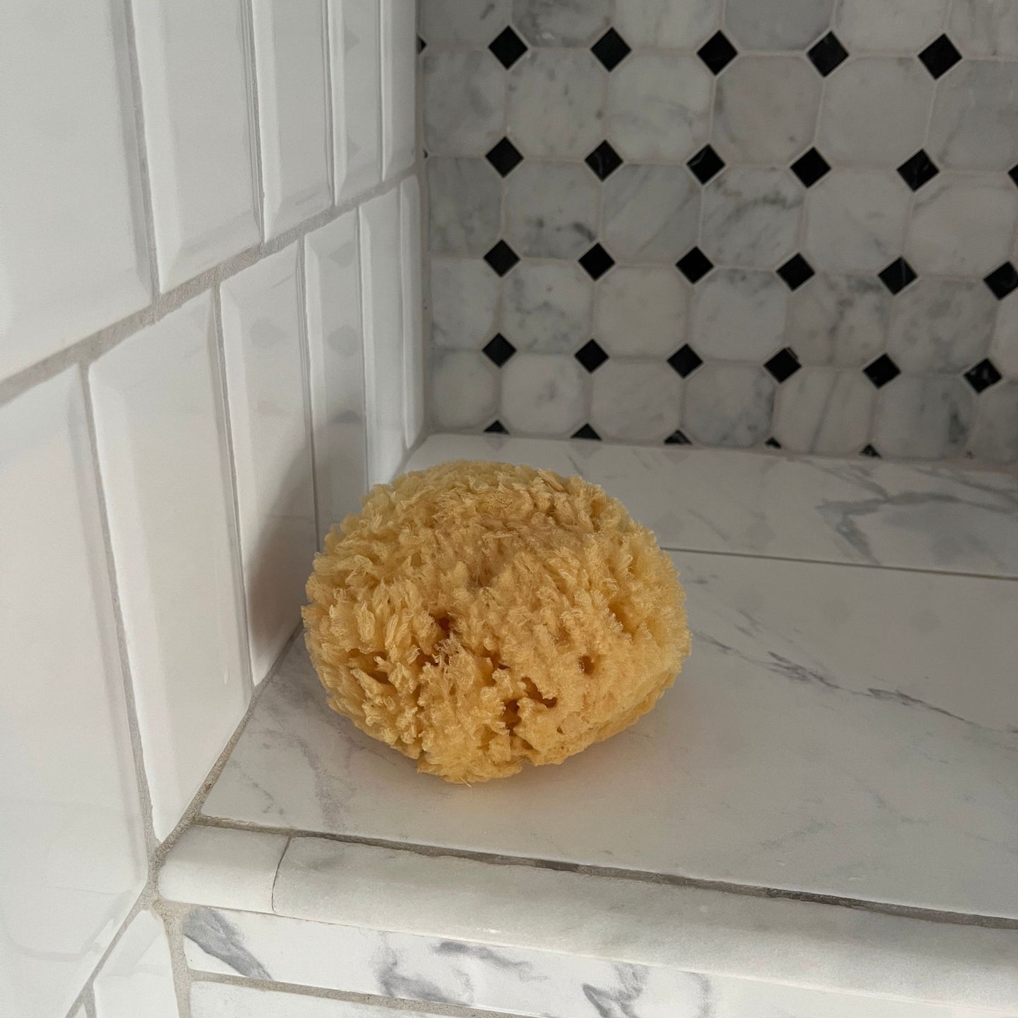 Sea Sponge
