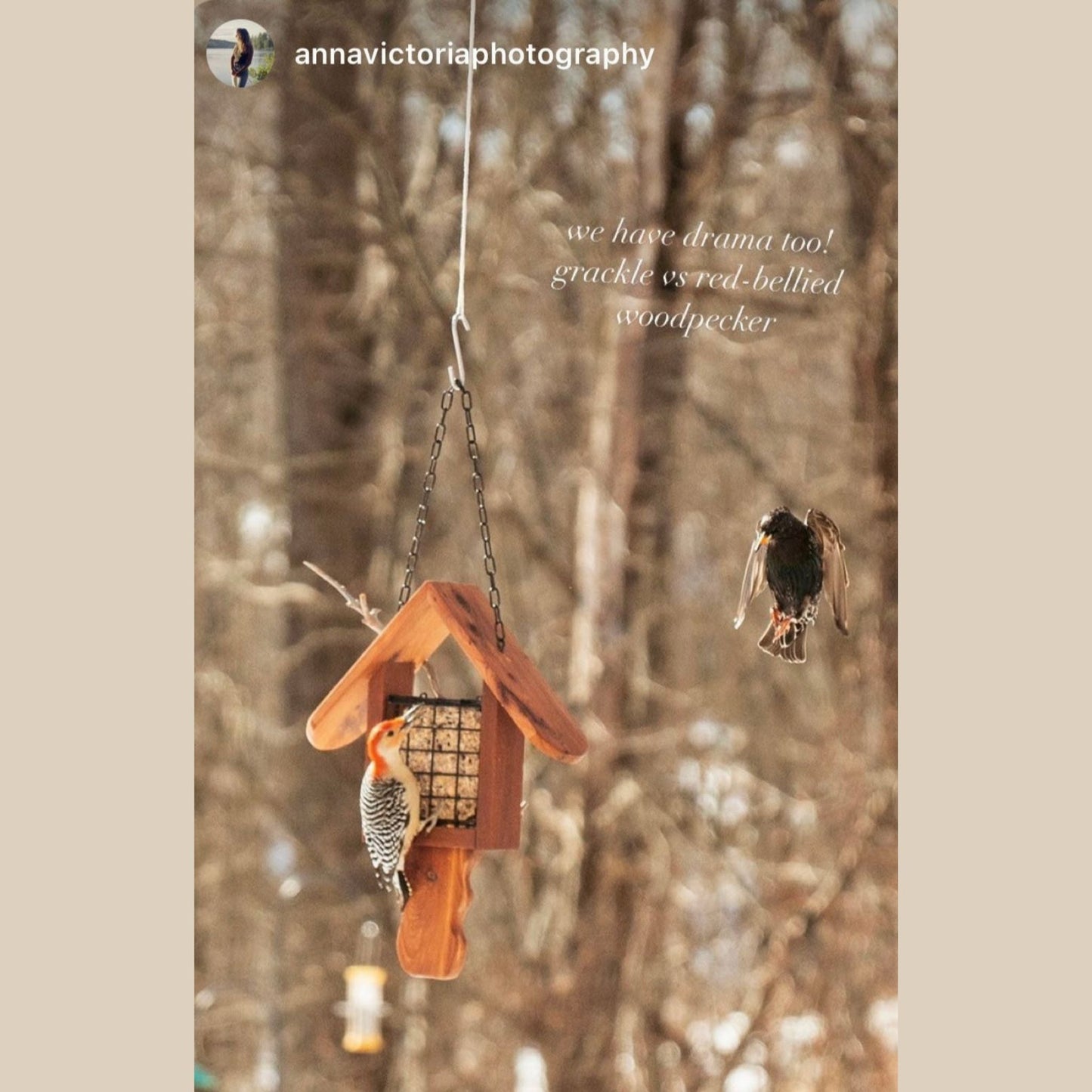 Suet Cake Bird Feeder Driftwood Perch