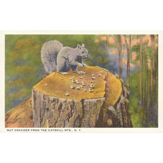 vintage postcard of a squirrel cracking nuts on a tree stump