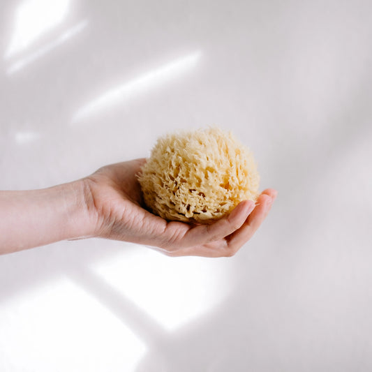 Bathing Sponge from Sea