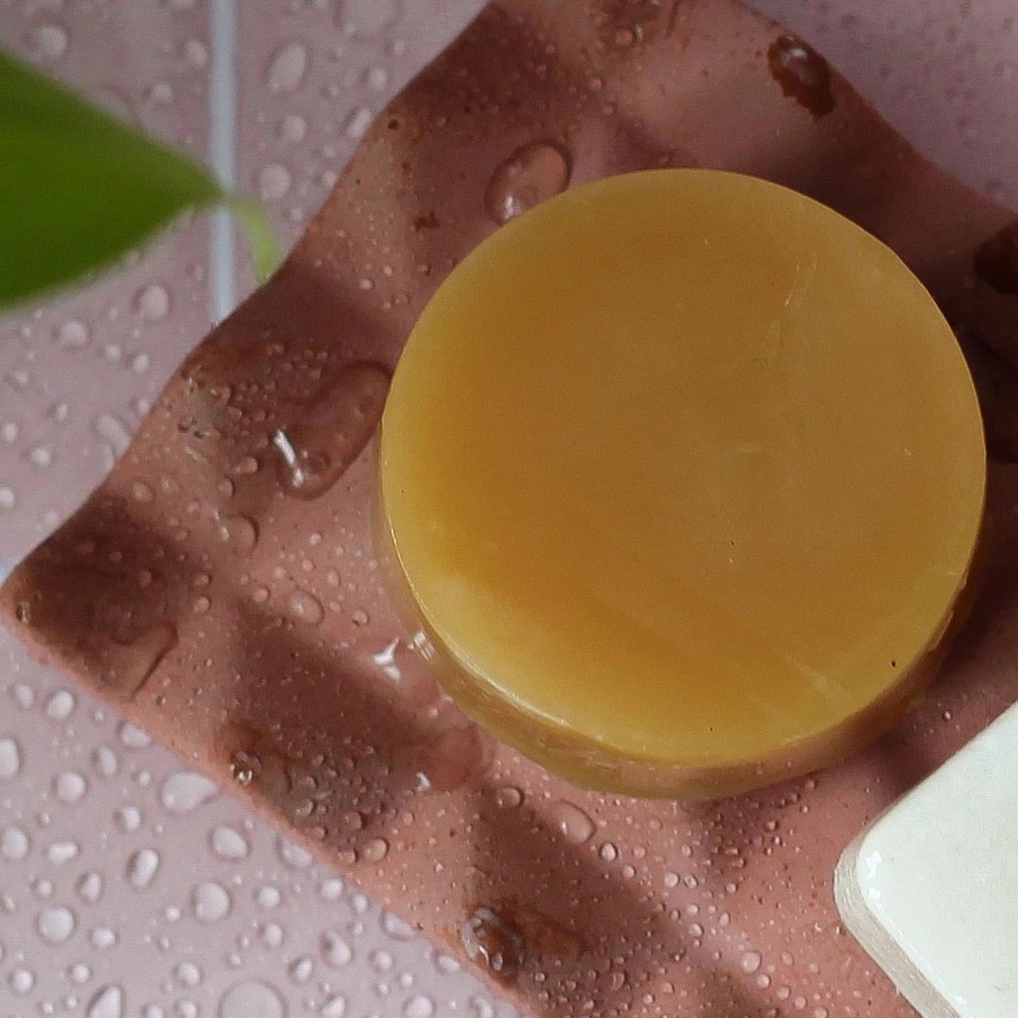 Dip Conditioner Bar Rose + Matcha Tea