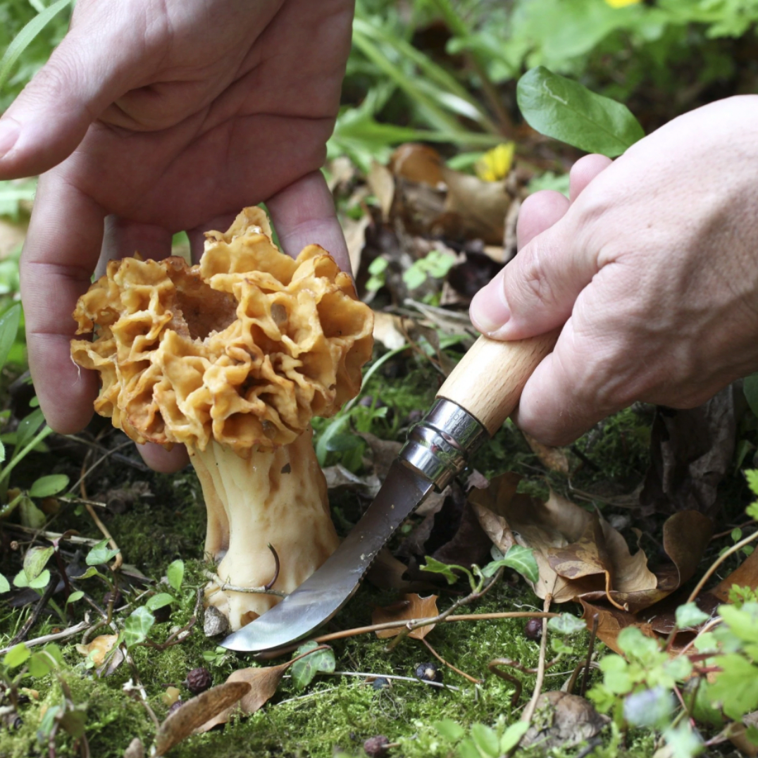 Opinel Folding Mushroom Knife