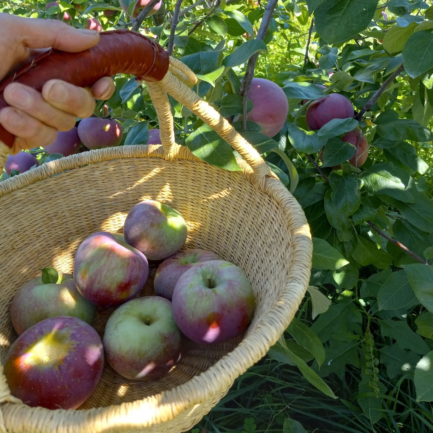 Fruit Harvest Basket