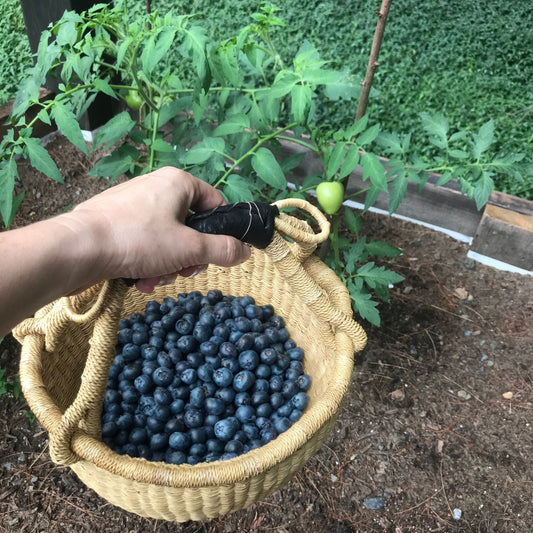 A mini round bolga basket with a black leather handle holding blueberries.