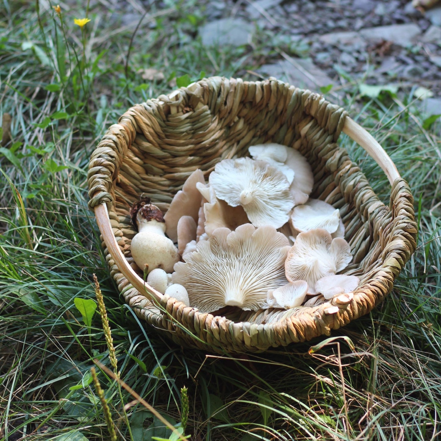 Basketry Workshop Cattail and Grapevine Ribbed Basket