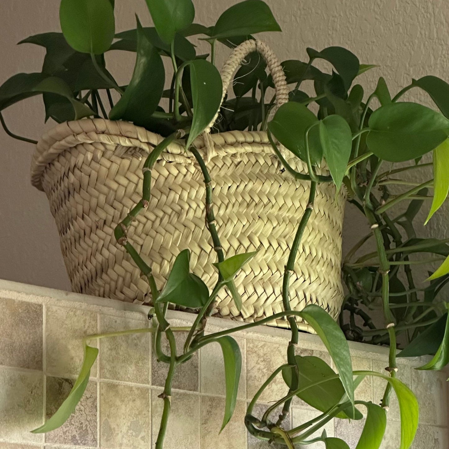 Cutie Gift Basket