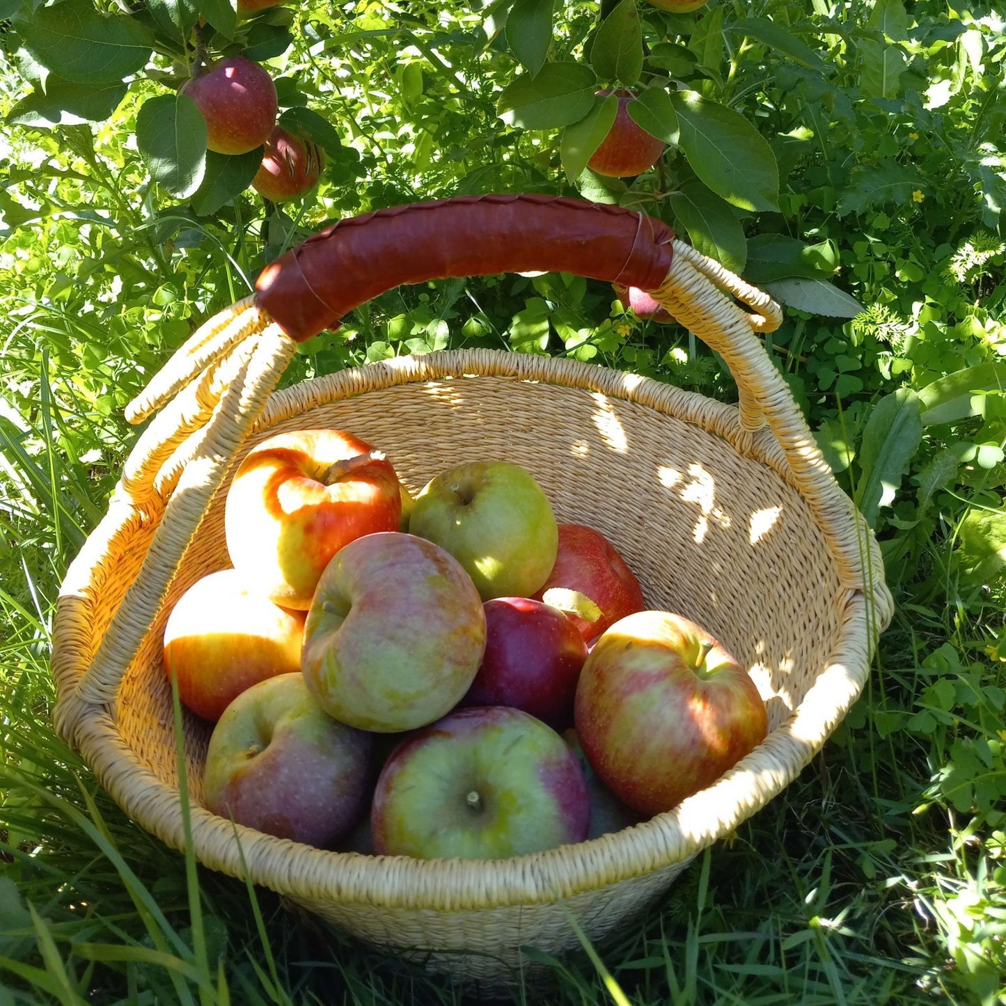 Fruit Harvest Basket