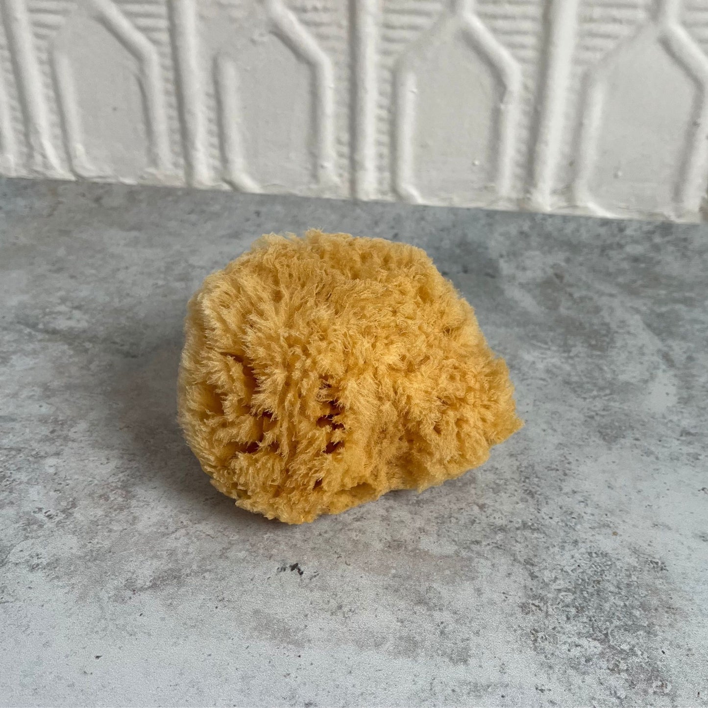 Sea Sponge