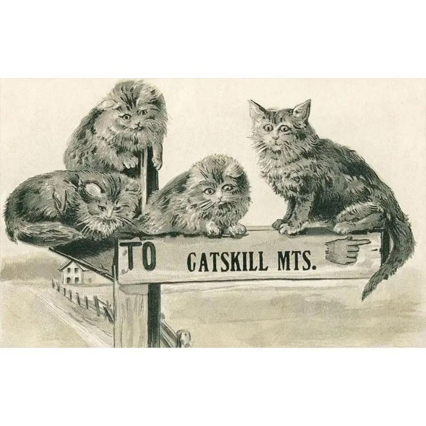 Vintage postcard with 4 cats sitting on a sign that says "to Catskill Mts."