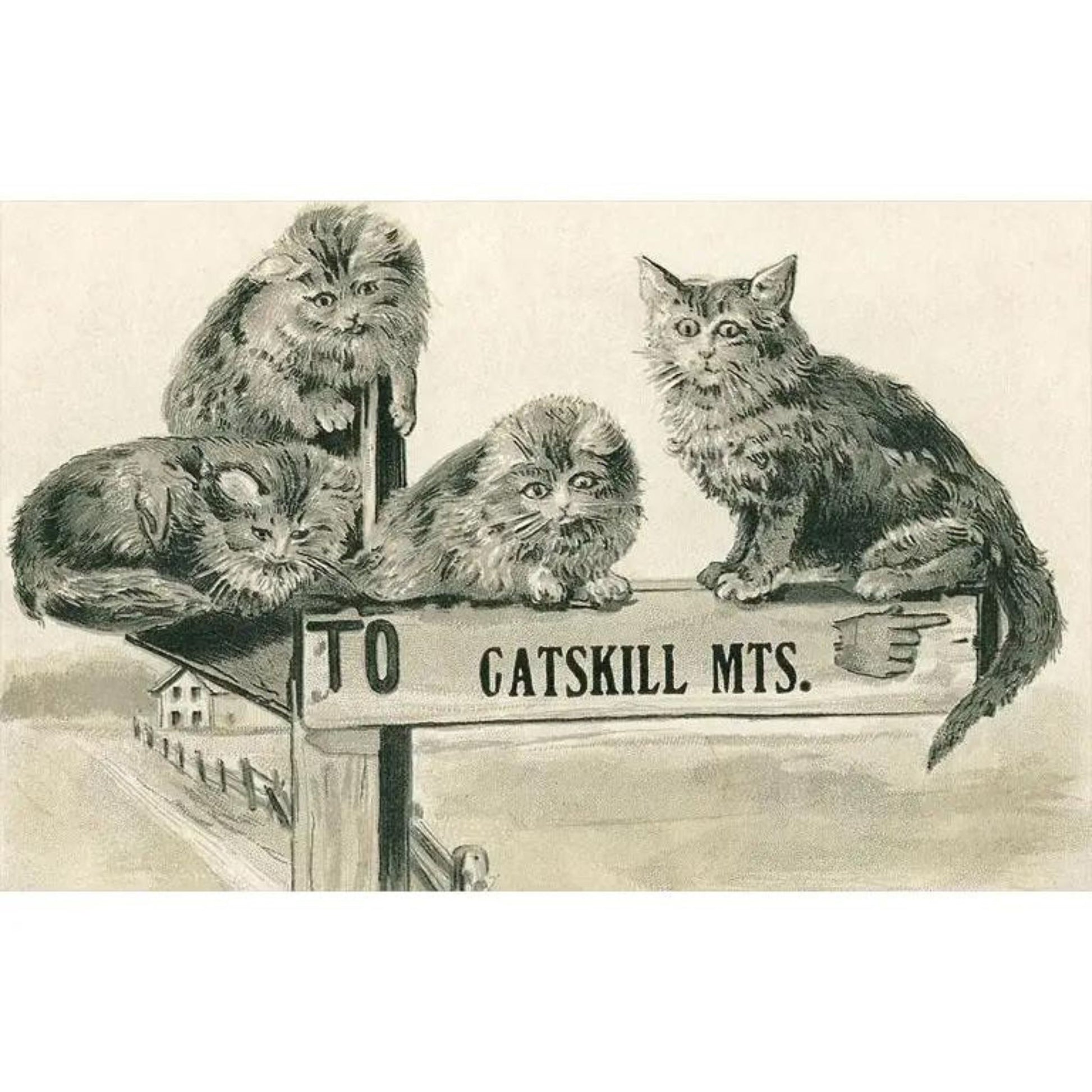 Vintage postcard with 4 cats sitting on a sign that says "to Catskill Mts."