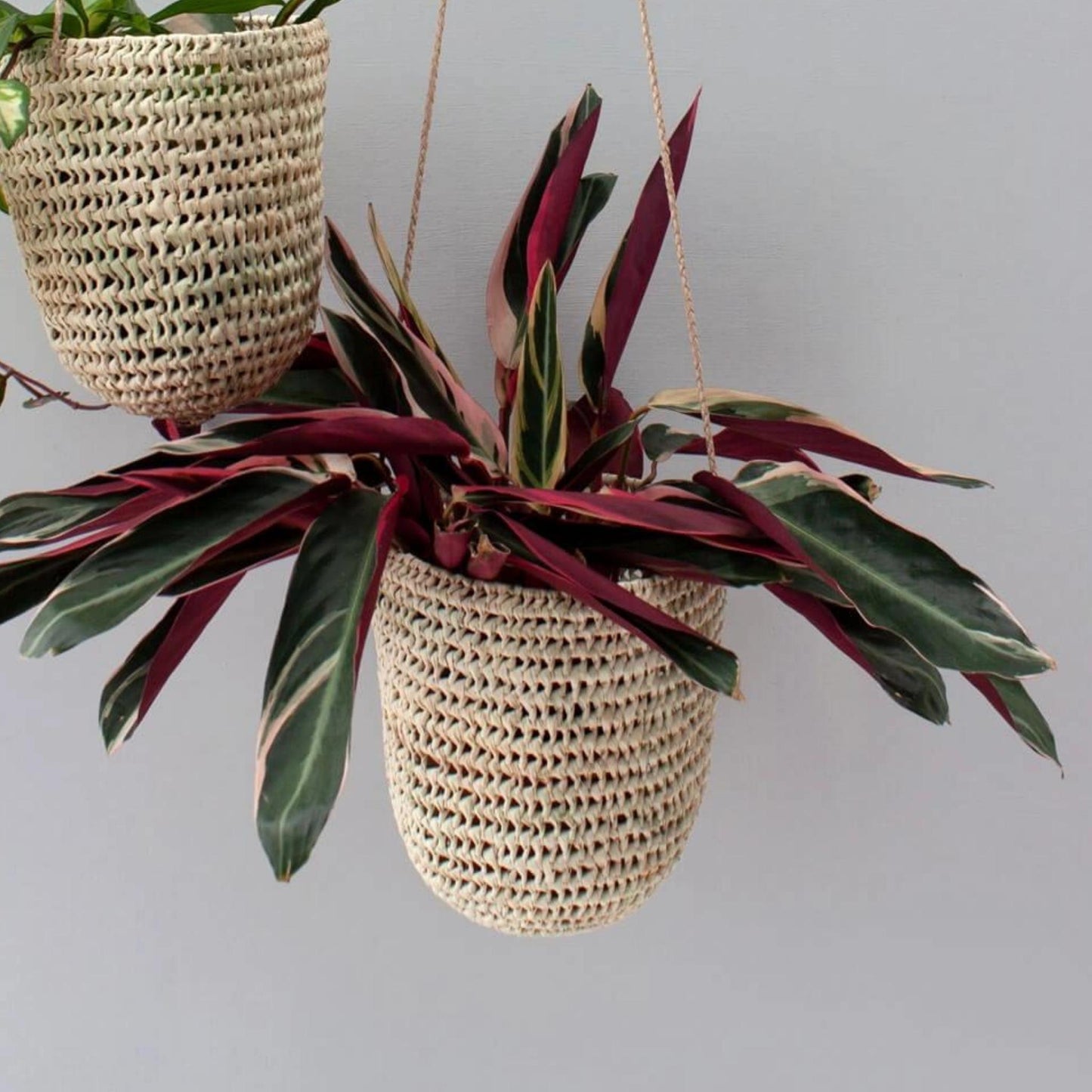 close up of large handwoven dome-shaped hanging palm leaf basket with braided leather strap shown as planter for houseplants