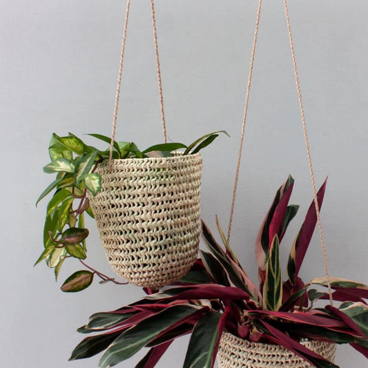 small and small handwoven dome-shaped hanging palm leaf basket with braided leather strap shown as planter for houseplants