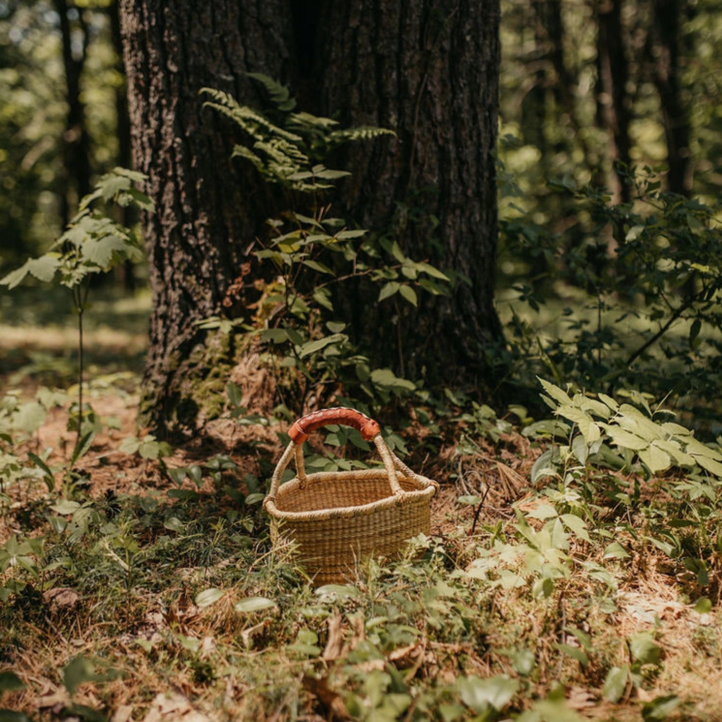 basket on the forest floor